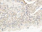 IL-37 Antibody in Immunohistochemistry (Paraffin) (IHC (P))