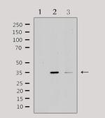 IL20RB Antibody in Western Blot (WB)