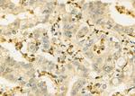 IL-21 Antibody in Immunohistochemistry (Paraffin) (IHC (P))