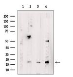 IL-21 Antibody in Western Blot (WB)