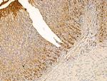 IL-22 Receptor alpha Antibody in Immunohistochemistry (Paraffin) (IHC (P))