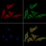 IL22RA2 Antibody in Immunocytochemistry (ICC/IF)