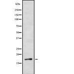 IL-3 Antibody in Western Blot (WB)