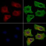 IL-31 Antibody in Immunocytochemistry (ICC/IF)