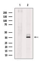 IL-31 Antibody in Western Blot (WB)