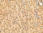 Importin 7 Antibody in Immunohistochemistry (Paraffin) (IHC (P))