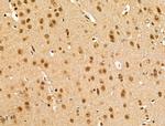 Importin 7 Antibody in Immunohistochemistry (Paraffin) (IHC (P))