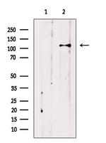 Importin 7 Antibody in Western Blot (WB)