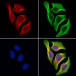 ITSN1 Antibody in Immunocytochemistry (ICC/IF)