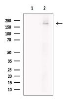 ITSN1 Antibody in Western Blot (WB)