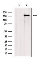 ITSN1 Antibody in Western Blot (WB)