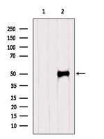 IRF1 Antibody in Western Blot (WB)