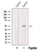 IRF1 Antibody in Western Blot (WB)