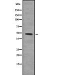 IRF9 Antibody in Western Blot (WB)