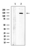 Jagged1 Antibody in Western Blot (WB)