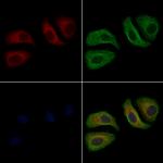 JAK1 Antibody in Immunocytochemistry (ICC/IF)