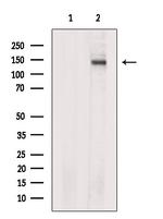 JAK1 Antibody in Western Blot (WB)