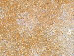 Kallikrein 9 Antibody in Immunohistochemistry (Paraffin) (IHC (P))