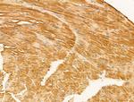 KV3.3 (KCNC3) Antibody in Immunohistochemistry (Paraffin) (IHC (P))