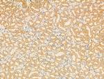 KV3.3 (KCNC3) Antibody in Immunohistochemistry (Paraffin) (IHC (P))