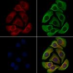 KCNK10 Antibody in Immunocytochemistry (ICC/IF)