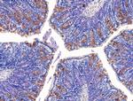 KCNK10 Antibody in Immunohistochemistry (Paraffin) (IHC (P))