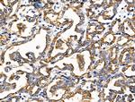 KCNK9 Antibody in Immunohistochemistry (Paraffin) (IHC (P))