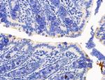 KGF Antibody in Immunohistochemistry (Paraffin) (IHC (P))