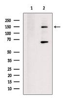 KIF17 Antibody in Western Blot (WB)