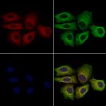 KIR2DL4 Antibody in Immunocytochemistry (ICC/IF)