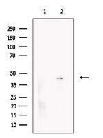 KIR2DL4 Antibody in Western Blot (WB)