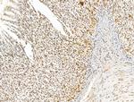 KLF2 Antibody in Immunohistochemistry (Paraffin) (IHC (P))