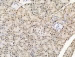 KLF2 Antibody in Immunohistochemistry (Paraffin) (IHC (P))