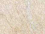 SETDB1 Antibody in Immunohistochemistry (Paraffin) (IHC (P))