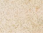 SETDB1 Antibody in Immunohistochemistry (Paraffin) (IHC (P))