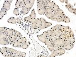 L3MBTL1 Antibody in Immunohistochemistry (Paraffin) (IHC (P))