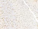 L3MBTL1 Antibody in Immunohistochemistry (Paraffin) (IHC (P))