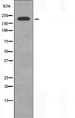 Laminin-221 Antibody in Western Blot (WB)