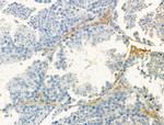 Laminin Antibody in Immunohistochemistry (Paraffin) (IHC (P))