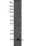 LAMTOR3 Antibody in Western Blot (WB)