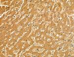 LARS2 Antibody in Immunohistochemistry (Paraffin) (IHC (P))