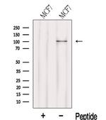 LARS2 Antibody in Western Blot (WB)