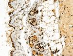 Lass2 Antibody in Immunohistochemistry (Paraffin) (IHC (P))