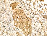 Lass2 Antibody in Immunohistochemistry (Paraffin) (IHC (P))