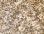 Lass2 Antibody in Immunohistochemistry (Paraffin) (IHC (P))