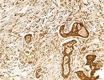 Lass2 Antibody in Immunohistochemistry (Paraffin) (IHC (P))