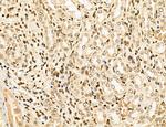 Lass2 Antibody in Immunohistochemistry (Paraffin) (IHC (P))