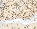 Lass2 Antibody in Immunohistochemistry (Paraffin) (IHC (P))