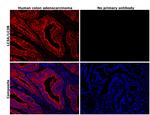 LC3A/LC3B Antibody in Immunohistochemistry (Paraffin) (IHC (P))