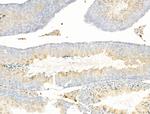 LIF Antibody in Immunohistochemistry (Paraffin) (IHC (P))